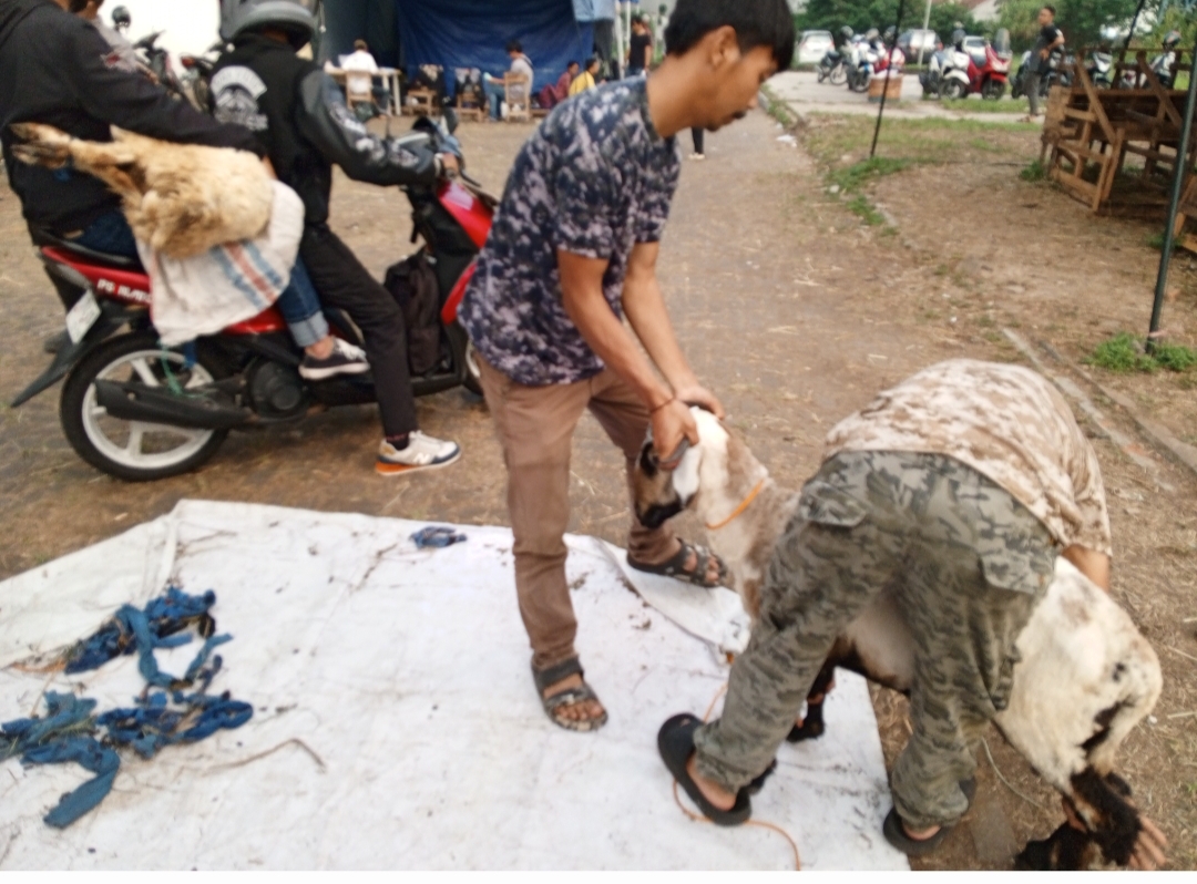 Uniknya Ojek Online Menerima Order Pengiriman Hewan Qurban